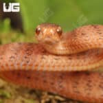 Baby Smooth Slug Snake For Sale - Underground Reptiles