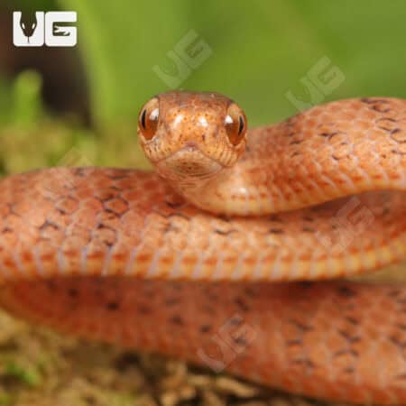 Baby Smooth Slug Snake For Sale - Underground Reptiles