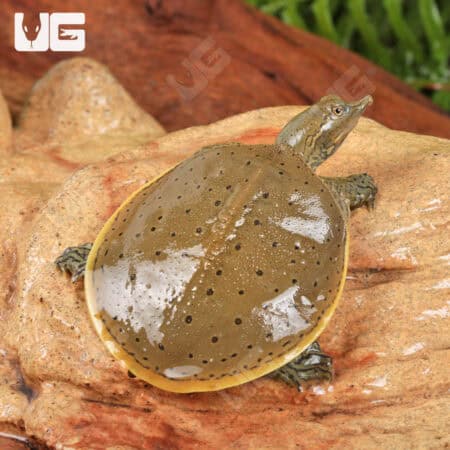 Baby Spiny Softshell Turtles (Apalone spinifera) For Sale - Underground Reptiles