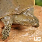 Baby Spiny Softshell Turtles (Apalone spinifera) For Sale - Underground Reptiles