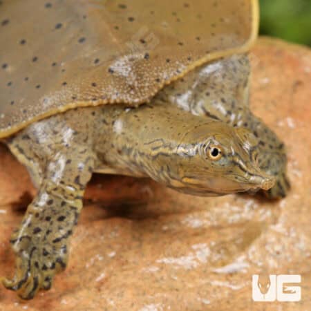 Baby Spiny Softshell Turtles (Apalone spinifera) For Sale - Underground Reptiles