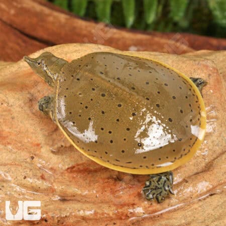 Baby Spiny Softshell Turtles (Apalone spinifera) For Sale - Underground Reptiles