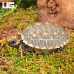 Baby Yellowfoot Tortoises For Sale - Underground Reptiles