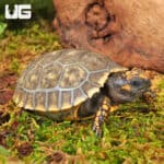 Baby Yellowfoot Tortoises For Sale - Underground Reptiles