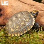 Baby Yellowfoot Tortoises For Sale - Underground Reptiles