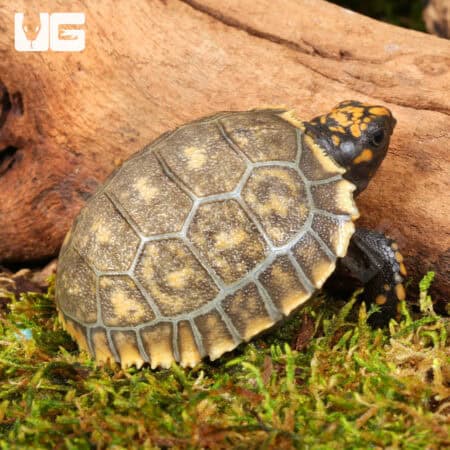 Baby Yellowfoot Tortoises For Sale - Underground Reptiles