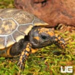 Baby Yellowfoot Tortoises For Sale - Underground Reptiles