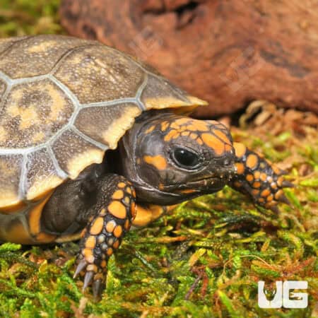 Baby Yellowfoot Tortoises For Sale - Underground Reptiles