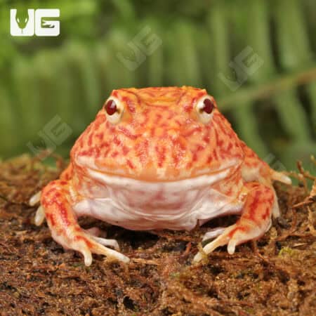 Coral Blaze Pacman Frogs For Sale - Underground Reptiles