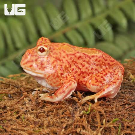 Coral Blaze Pacman Frogs For Sale - Underground Reptiles