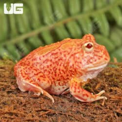Coral Blaze Pacman Frogs For Sale - Underground Reptiles