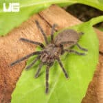 Dominican Purple Birdeater Tarantula For Sale - Underground Reptiles