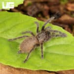 Dominican Purple Birdeater Tarantula For Sale - Underground Reptiles