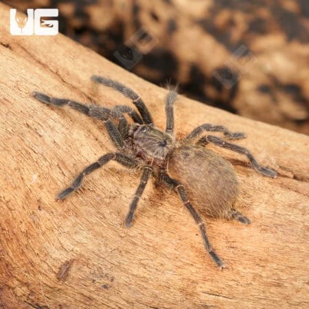 Dominican Purple Birdeater Tarantula For Sale - Underground Reptiles