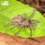 Dominican Purple Birdeater Tarantula For Sale - Underground Reptiles