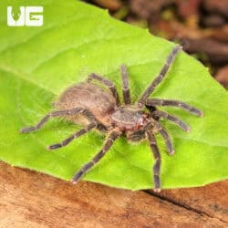 Dominican Purple Birdeater Tarantula For Sale - Underground Reptiles