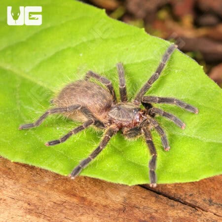 Dominican Purple Birdeater Tarantula For Sale - Underground Reptiles