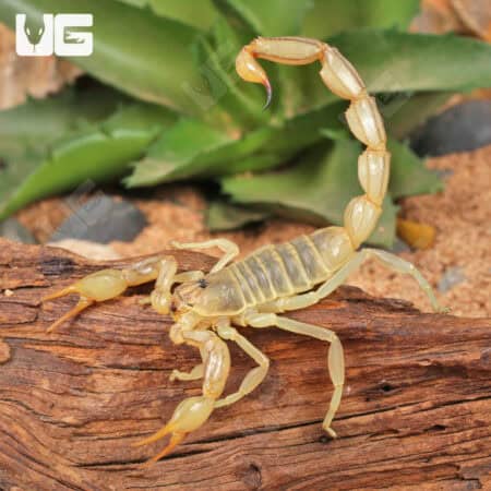 Egyptian Yellow Fat Tail Scorpion (Androctonus australis) For Sale - Underground Reptiles
