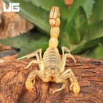 Egyptian Yellow Fat Tail Scorpion (Androctonus australis) For Sale - Underground Reptiles
