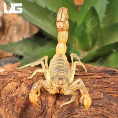 Egyptian Yellow Fat Tail Scorpion (Androctonus australis) For Sale - Underground Reptiles