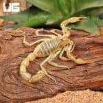 Egyptian Yellow Fat Tail Scorpion (Androctonus australis) For Sale - Underground Reptiles
