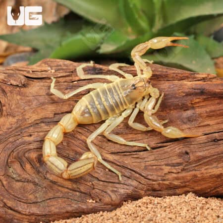 Egyptian Yellow Fat Tail Scorpion (Androctonus australis) For Sale - Underground Reptiles