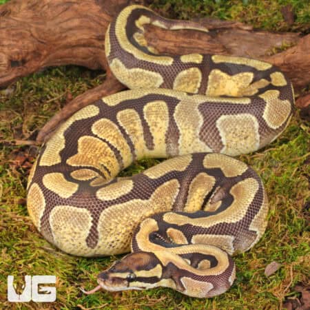 Yearling Enchi Fire Het Tri Stripe Ball Python For Sale - Underground Reptiles
