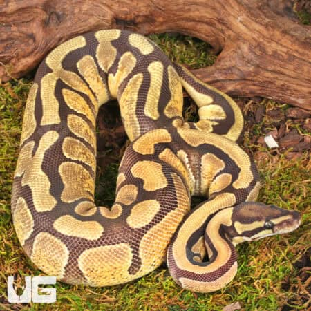 Yearling Enchi Fire Het Tri Stripe Ball Python For Sale - Underground Reptiles