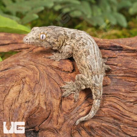Baby High Pink Nu Ana Leachianus Geckos For Sale - Underground Reptiles