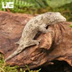 Baby High Pink Nu Ana Leachianus Geckos For Sale - Underground Reptiles