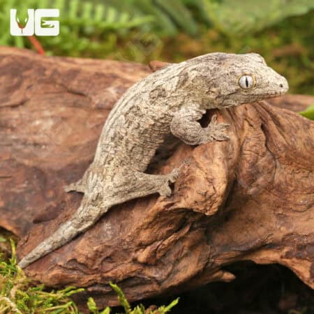 Baby High Pink Nu Ana Leachianus Geckos For Sale - Underground Reptiles