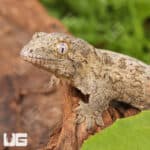 Baby High Pink Nu Ana Leachianus Geckos For Sale - Underground Reptiles