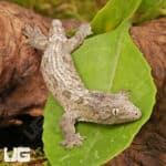 Baby High Pink Nu Ana Leachianus Geckos For Sale - Underground Reptiles