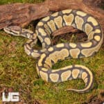 Yearling Hypo Het Tri Stripe Ball Python For Sale - Underground Reptiles