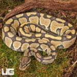Yearling Hypo Het Tri Stripe Ball Python For Sale - Underground Reptiles