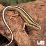 Javan Forest Skink (Sphenomorphus sanctus) For Sale - Underground Reptiles
