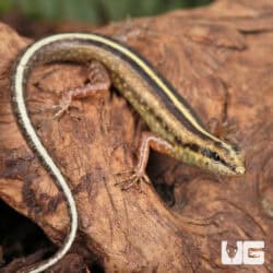 Javan Forest Skink (Sphenomorphus sanctus) For Sale - Underground Reptiles