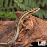 Javan Forest Skink (Sphenomorphus sanctus) For Sale - Underground Reptiles