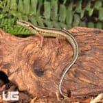 Javan Forest Skink (Sphenomorphus sanctus) For Sale - Underground Reptiles