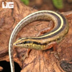 Javan Forest Skink (Sphenomorphus sanctus) For Sale - Underground Reptiles