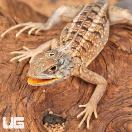 Malagasy Three Eyed Lizards (Chalarodon madagascariensis)For Sale - Underground Reptiles