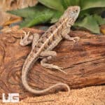 Malagasy Three Eyed Lizards (Chalarodon madagascariensis)For Sale - Underground Reptiles