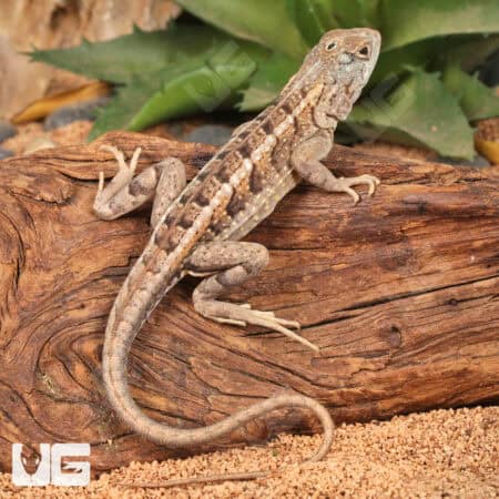 Malagasy Three Eyed Lizards (Chalarodon madagascariensis)For Sale - Underground Reptiles