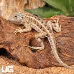 Malagasy Three Eyed Lizards (Chalarodon madagascariensis)For Sale - Underground Reptiles