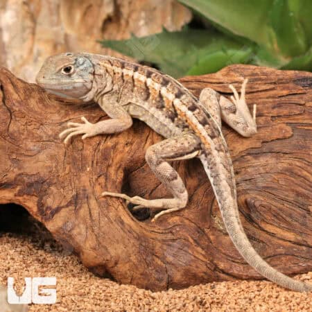 Malagasy Three Eyed Lizards (Chalarodon madagascariensis)For Sale - Underground Reptiles