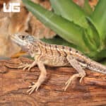 Malagasy Three Eyed Lizards (Chalarodon madagascariensis)For Sale - Underground Reptiles