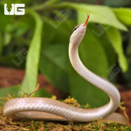 Malayan Ringneck Snakes For Sale - Underground Reptiles