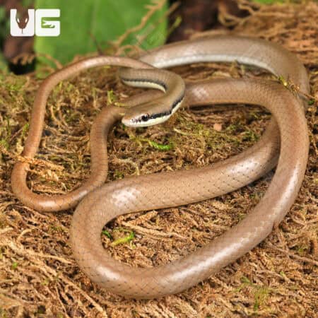 Malayan Ringneck Snakes For Sale - Underground Reptiles