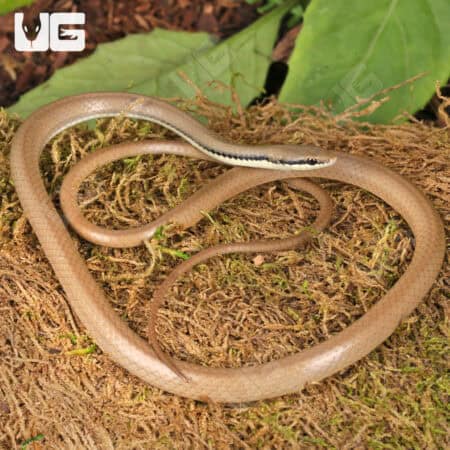 Malayan Ringneck Snakes For Sale - Underground Reptiles