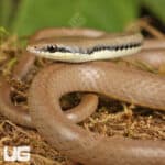 Malayan Ringneck Snakes For Sale - Underground Reptiles